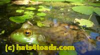 /home//u458753944/public_html/sourcegallery//Frogs/More bullfrogs/P1140015.JPG